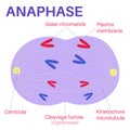 AnaphaseÃÂ is the stage of mitosis.